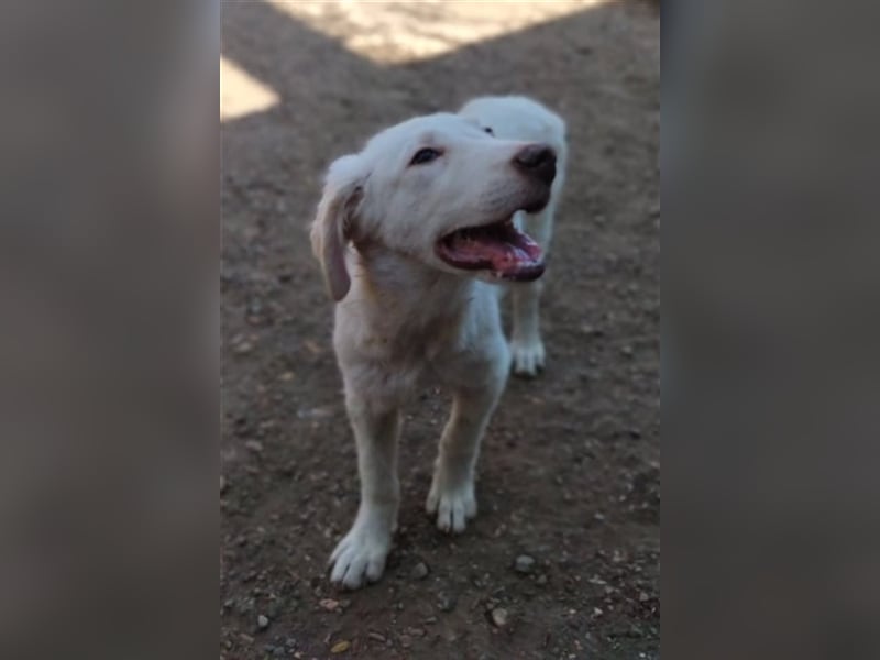 LUMI