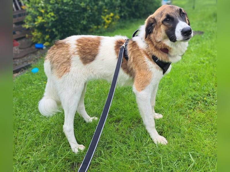 Anka - wo darf ich Zuhause sein?