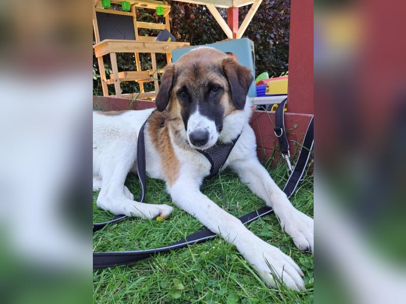 Anka - wo darf ich Zuhause sein?