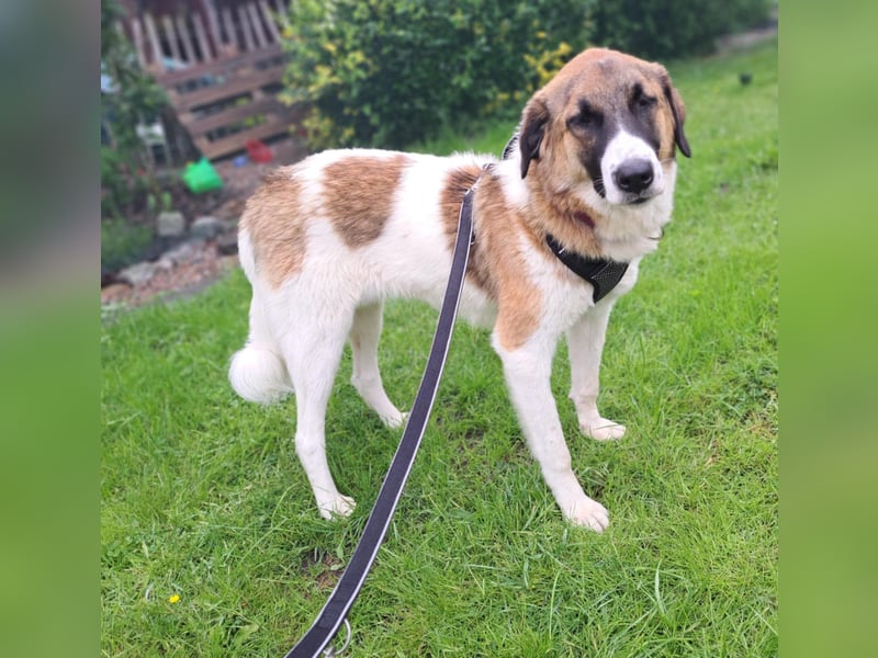 Anka - wo darf ich Zuhause sein?