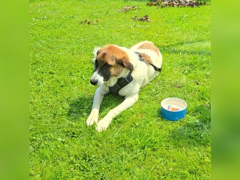 Anka - wo darf ich Zuhause sein?