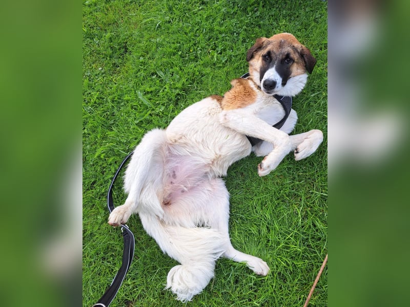 Anka - wo darf ich Zuhause sein?