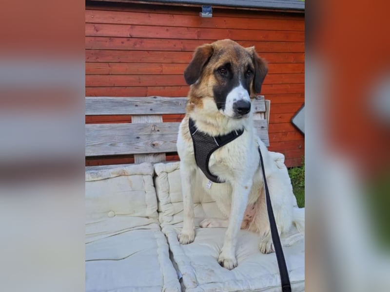 Anka - wo darf ich Zuhause sein?