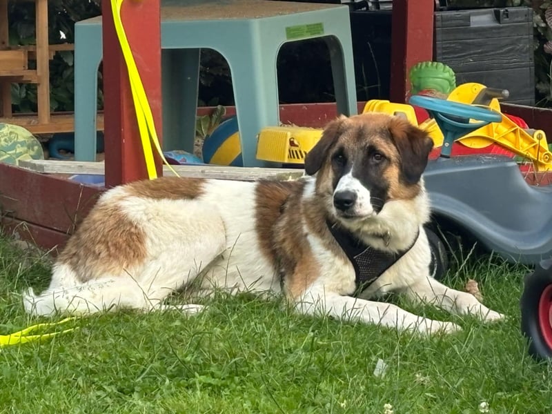 Anka - wo darf ich Zuhause sein?