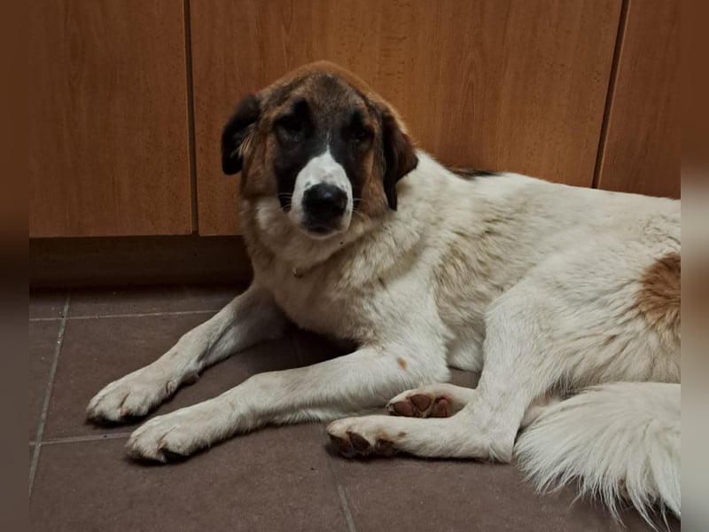 Anka - wo darf ich Zuhause sein?