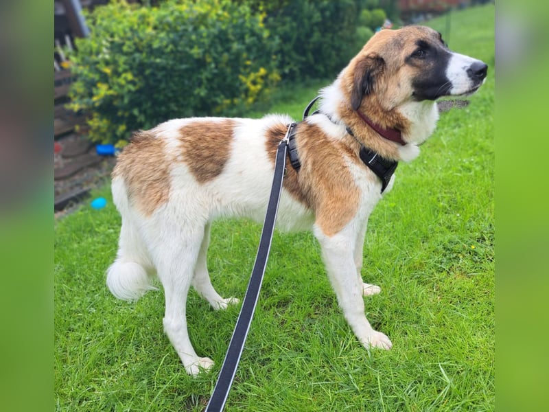 Anka - wo darf ich Zuhause sein?