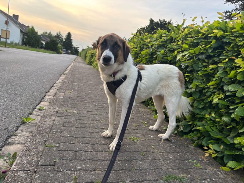 Anka - wo darf ich Zuhause sein?