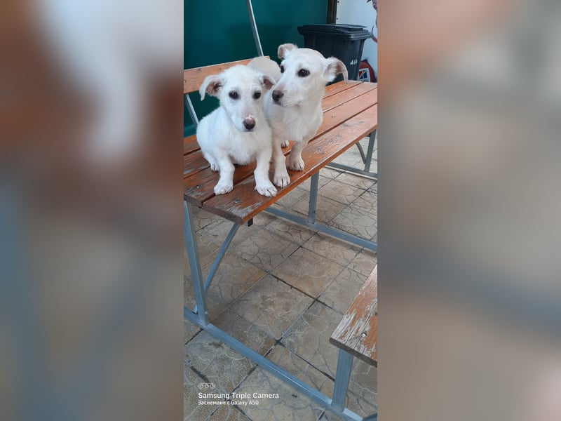 BAMBINA ❤ sucht Zuhause oder Pflegestelle