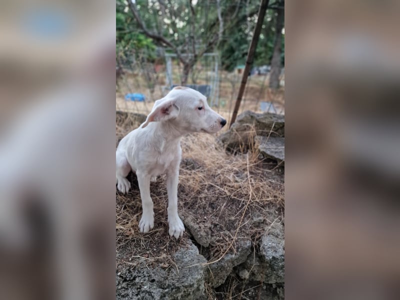 LEILANI ❤️ Eilig! sucht Zuhause oder Pflegestelle