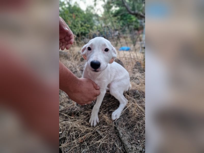 LEILANI ❤️ Eilig! sucht Zuhause oder Pflegestelle