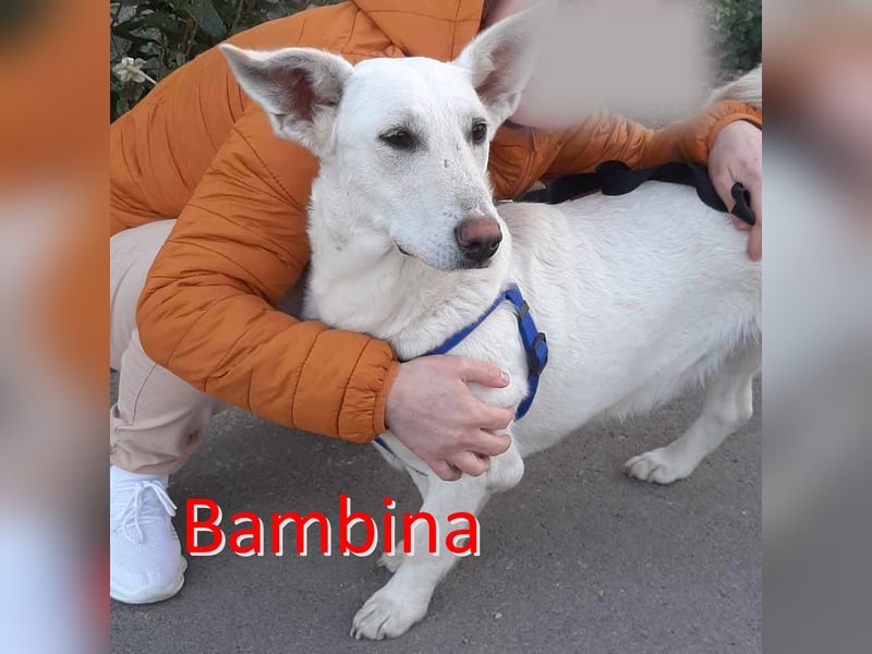 BAMBINA ❤ sucht Zuhause oder Pflegestelle