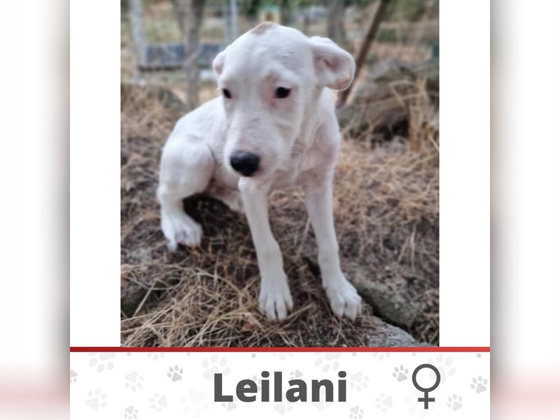 LEILANI ❤️ Eilig! sucht Zuhause oder Pflegestelle
