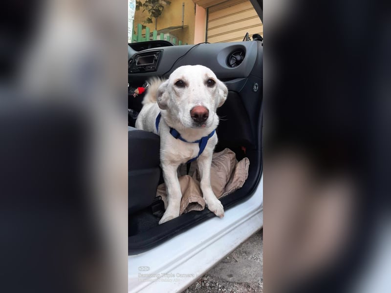 BAMBINA ❤ sucht Zuhause oder Pflegestelle