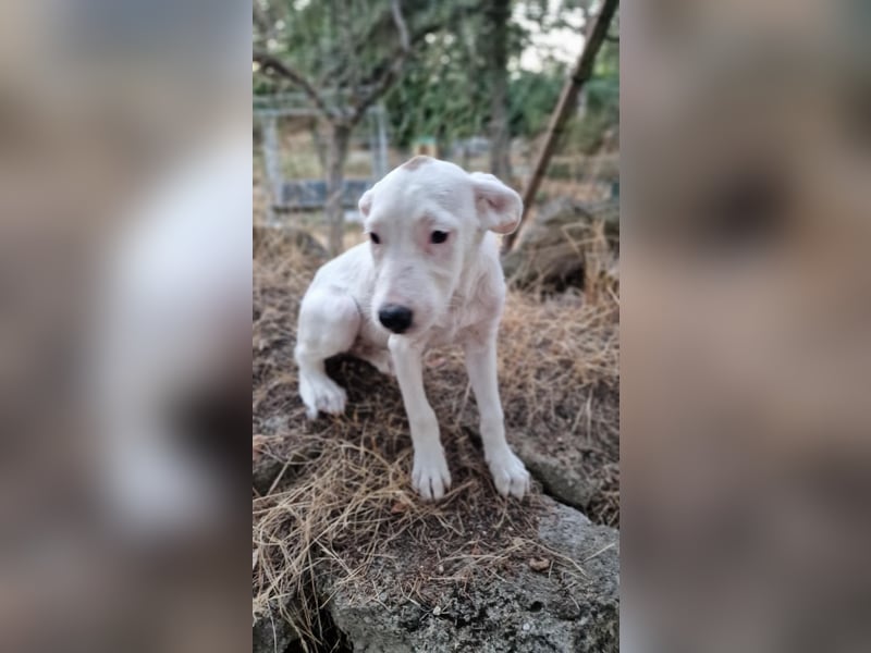 LEILANI ❤️ Eilig! sucht Zuhause oder Pflegestelle