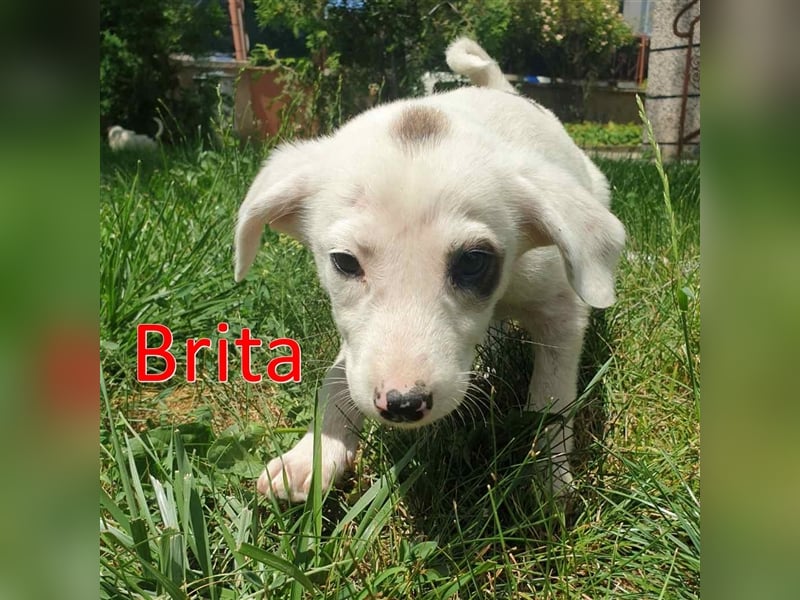 BRITA ❤ Vermittlungshilfe sucht Zuhause