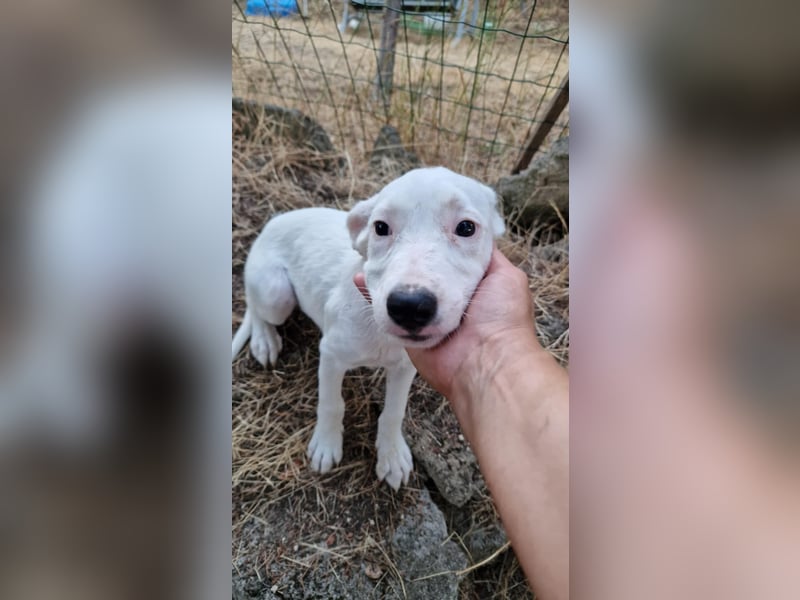 LEILANI ❤️ Eilig! sucht Zuhause oder Pflegestelle