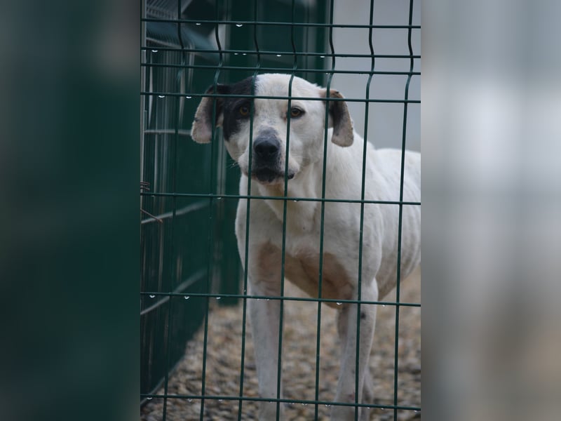 "Melissa", ca. 2021 geboren, sucht stabiles Zuhause. Sie sehnt sich nach Sicherheit und Stabilität