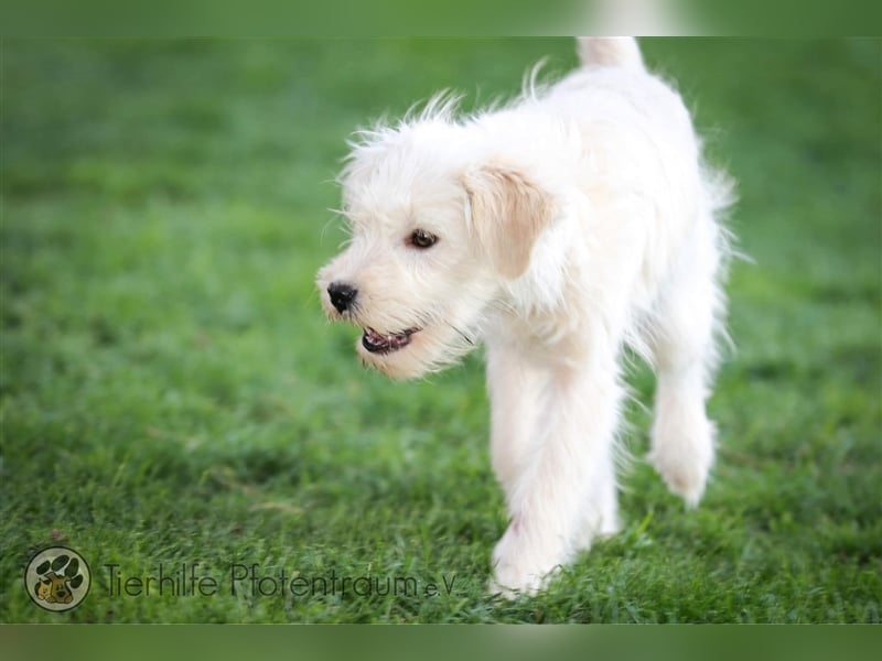 Milly sucht ein Zuhause