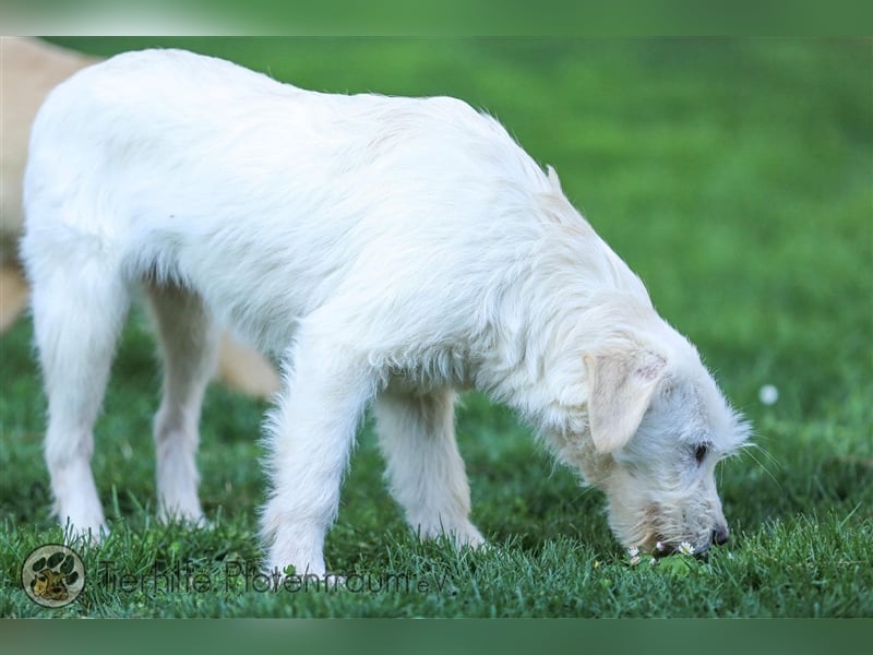 Milly sucht ein Zuhause