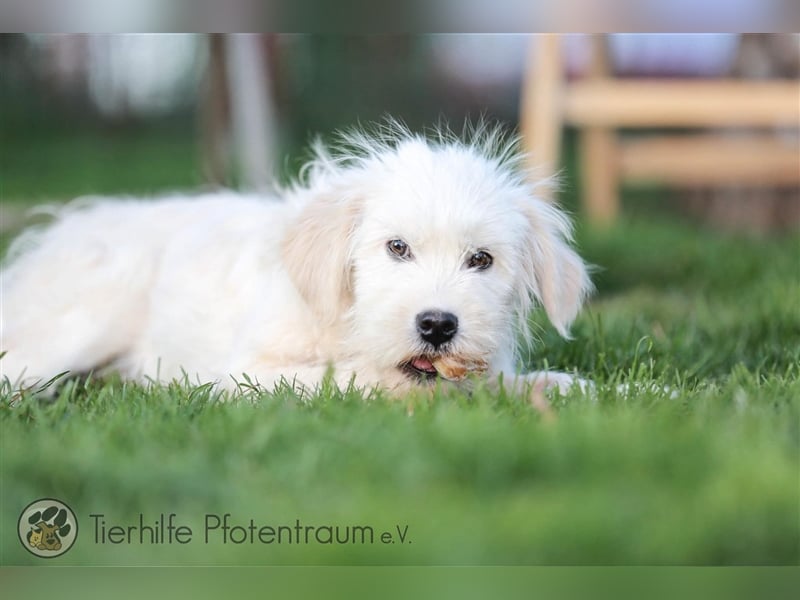 Milly sucht ein Zuhause