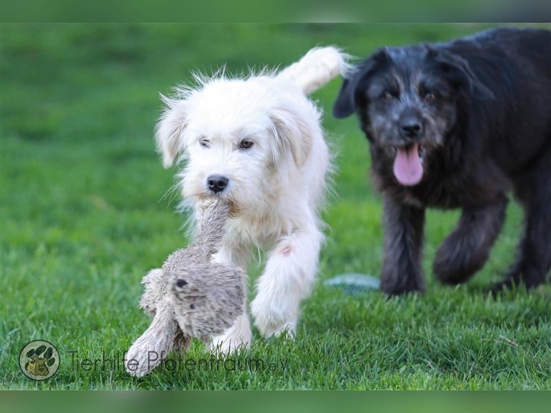 Milly sucht ein Zuhause
