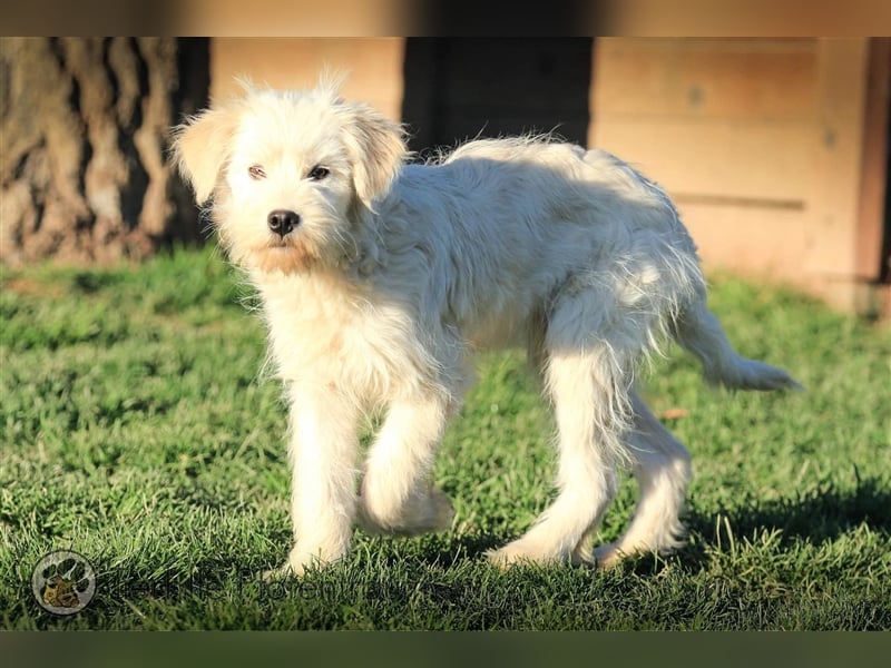 Milly sucht ein Zuhause
