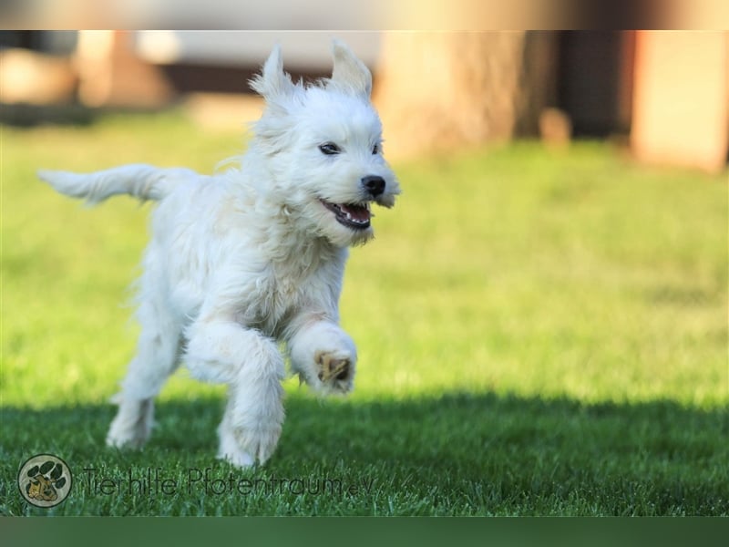 Milly sucht ein Zuhause