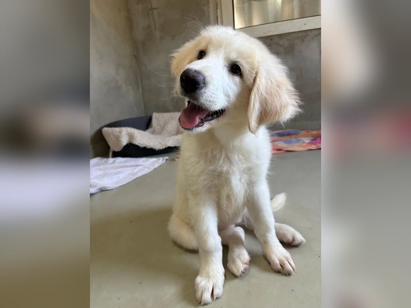 Welpenmädchen Kiki sucht ein liebevolles Zuhause