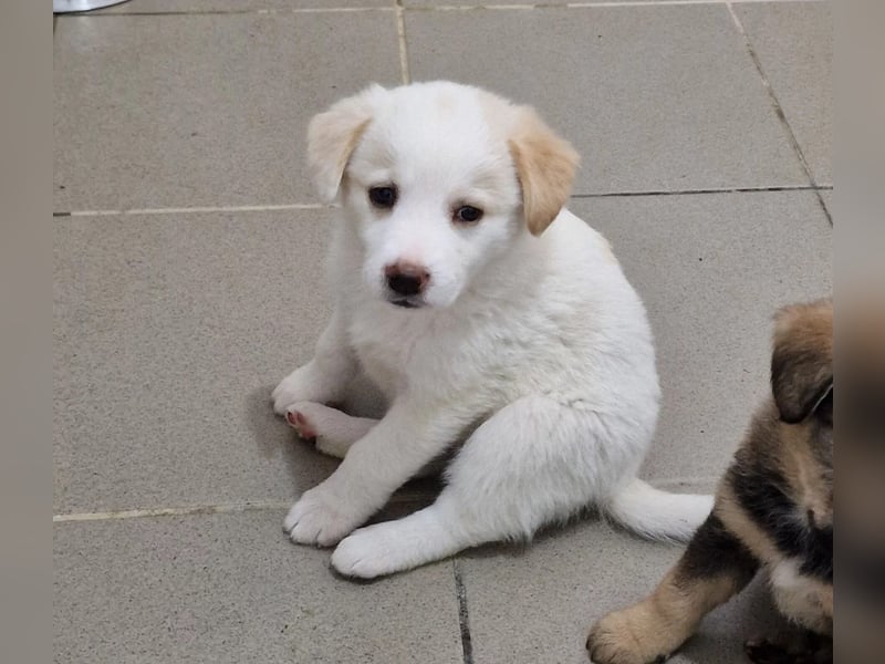 Welpenmädchen Nanni sucht ein liebevolles Zuhause