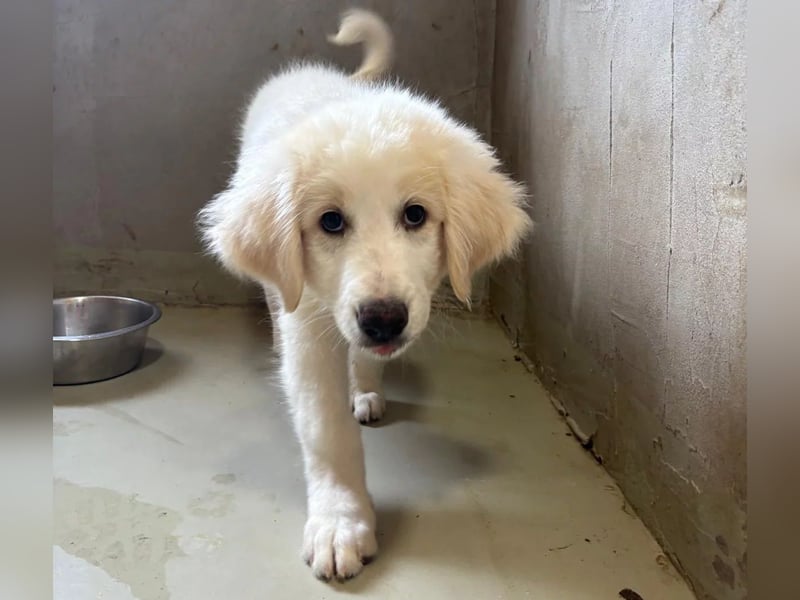Welpenmädchen Kiki sucht ein liebevolles Zuhause