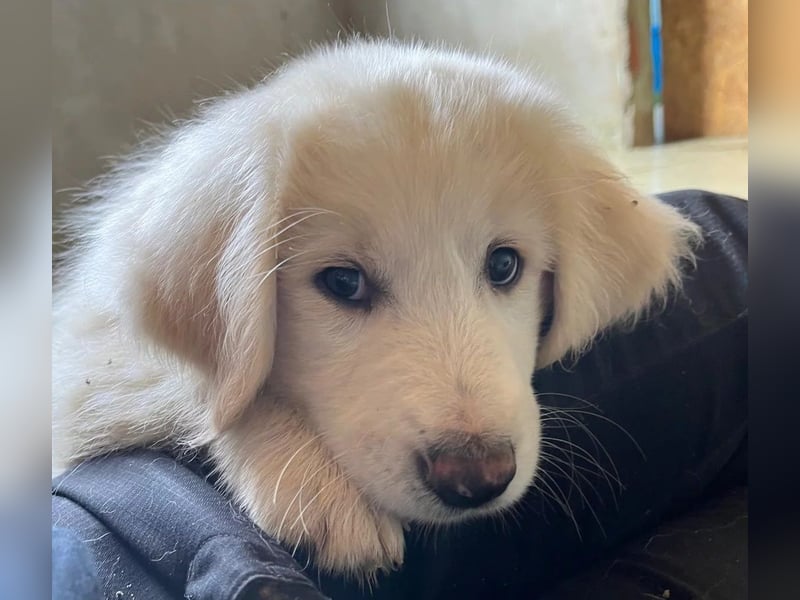Welpenmädchen Kiki sucht ein liebevolles Zuhause