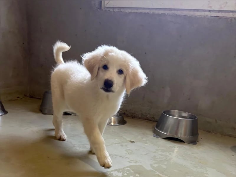 Welpenmädchen Kiki sucht ein liebevolles Zuhause