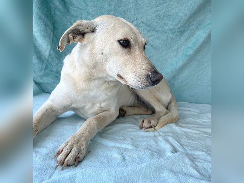 ❤️ wunderschöne LISA - 1,5 Jahre, 42cm/12kg - Mischling