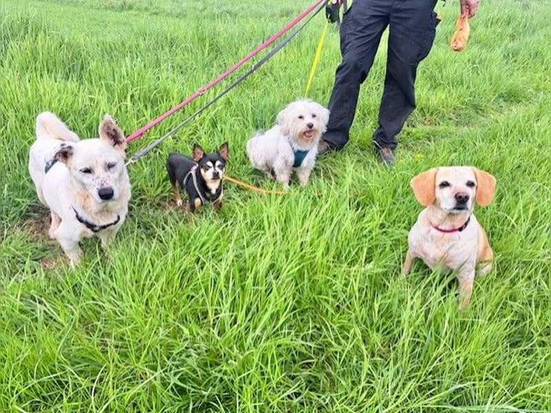 Kleine BERTHA (taub) sucht Familienanschluß