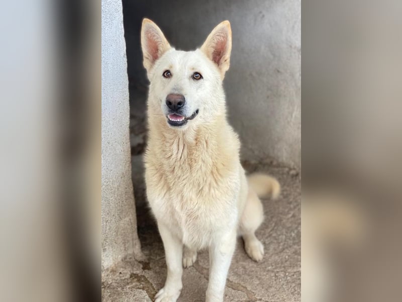 Gobi, geb. ca. 04/2021, lebt in GRIECHENLAND, im städt. Tierheim Serres