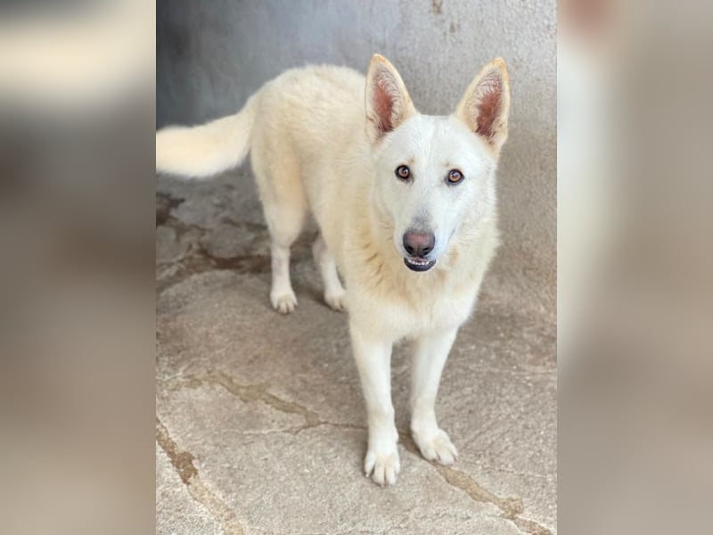 Gobi, geb. ca. 04/2021, lebt in GRIECHENLAND, im städt. Tierheim Serres