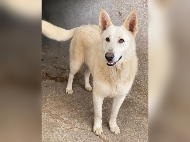Gobi, geb. ca. 04/2021, lebt in GRIECHENLAND, im städt. Tierheim Serres