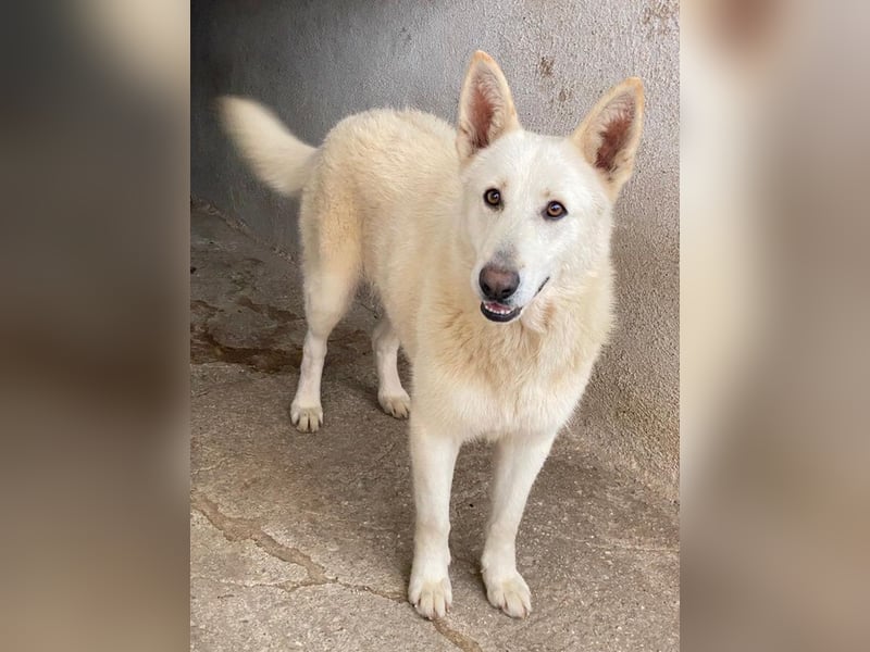 Gobi, geb. ca. 04/2021, lebt in GRIECHENLAND, im städt. Tierheim Serres