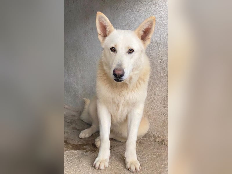 Gobi, geb. ca. 04/2021, lebt in GRIECHENLAND, im städt. Tierheim Serres