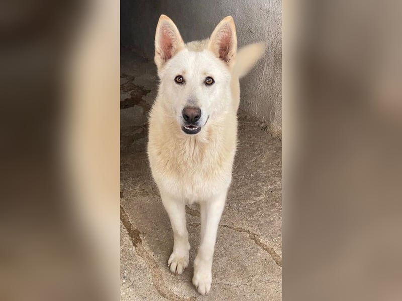 Gobi, geb. ca. 04/2021, lebt in GRIECHENLAND, im städt. Tierheim Serres