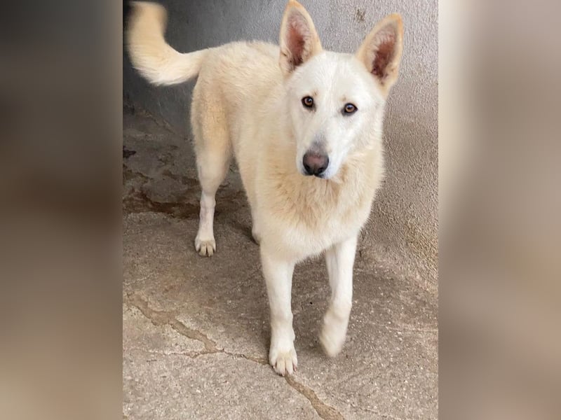 Gobi, geb. ca. 04/2021, lebt in GRIECHENLAND, im städt. Tierheim Serres