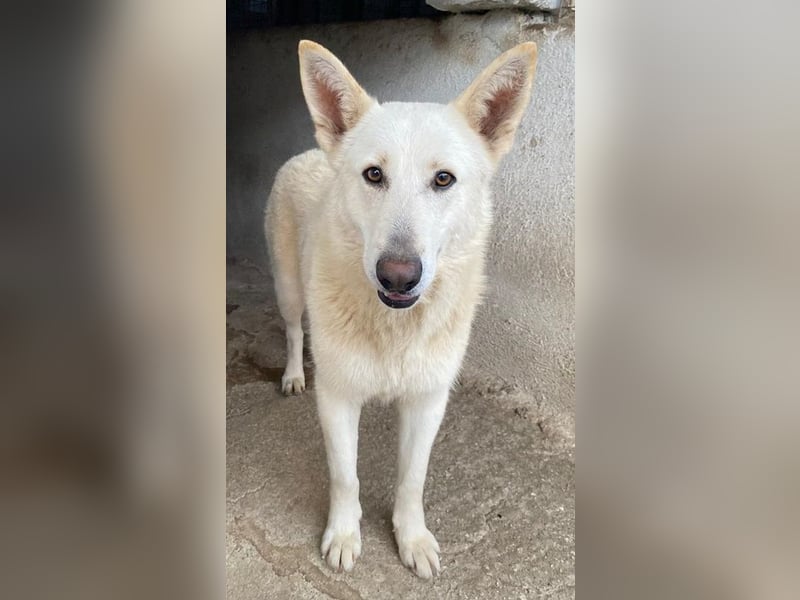 Gobi, geb. ca. 04/2021, lebt in GRIECHENLAND, im städt. Tierheim Serres