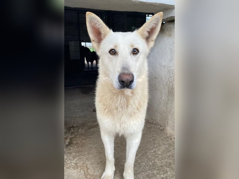 Gobi, geb. ca. 04/2021, lebt in GRIECHENLAND, im städt. Tierheim Serres