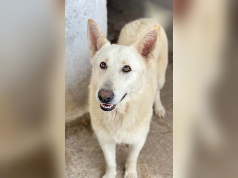 Gobi, geb. ca. 04/2021, lebt in GRIECHENLAND, im städt. Tierheim Serres