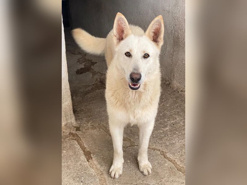 Gobi, geb. ca. 04/2021, lebt in GRIECHENLAND, im städt. Tierheim Serres