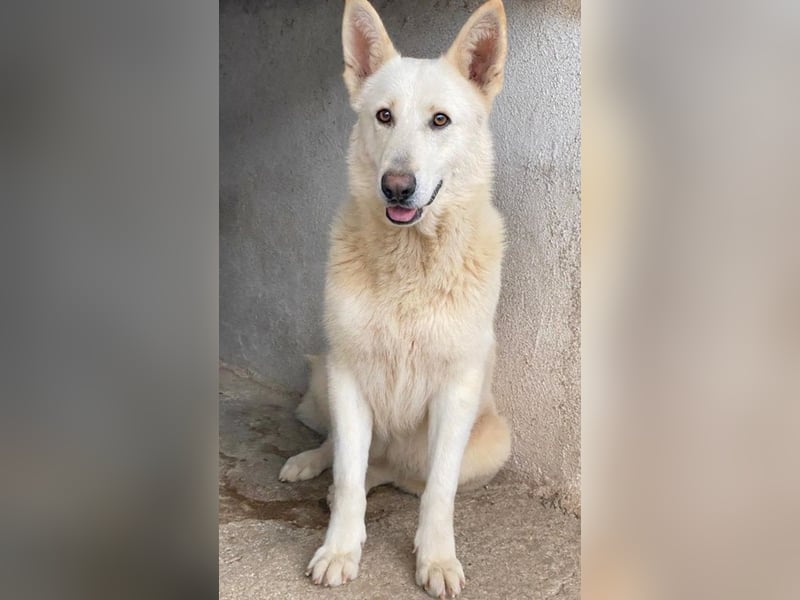 Gobi, geb. ca. 04/2021, lebt in GRIECHENLAND, im städt. Tierheim Serres