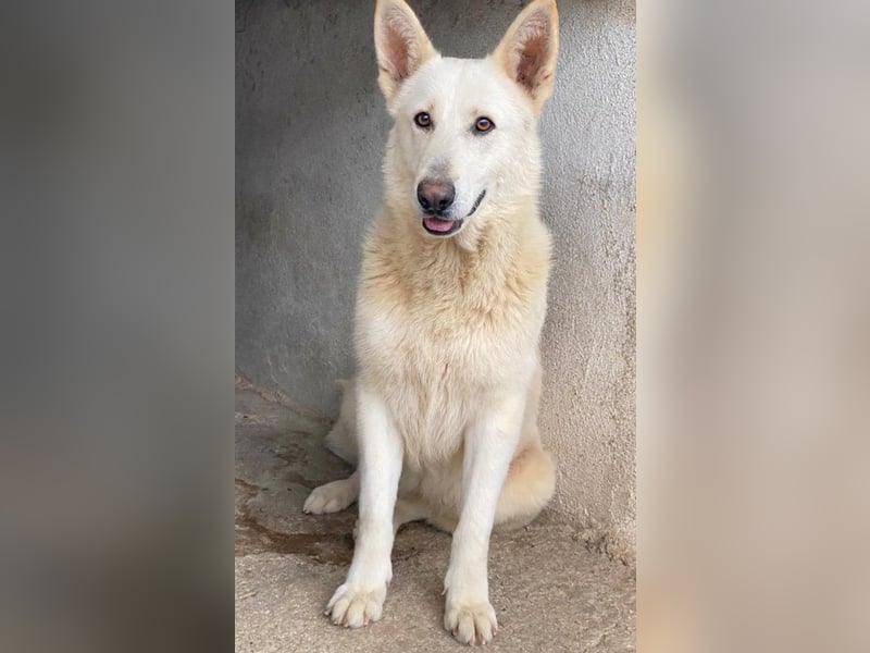 Gobi, geb. ca. 04/2021, lebt in GRIECHENLAND, im städt. Tierheim Serres