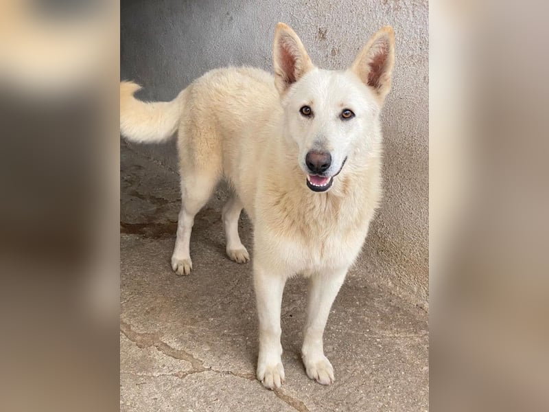 Gobi, geb. ca. 04/2021, lebt in GRIECHENLAND, im städt. Tierheim Serres