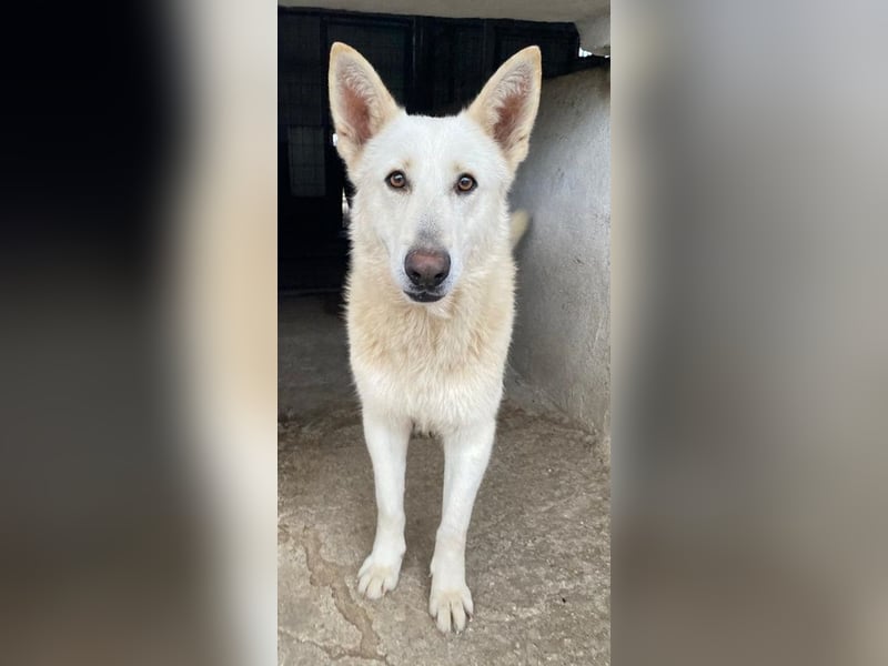 Gobi, geb. ca. 04/2021, lebt in GRIECHENLAND, im städt. Tierheim Serres