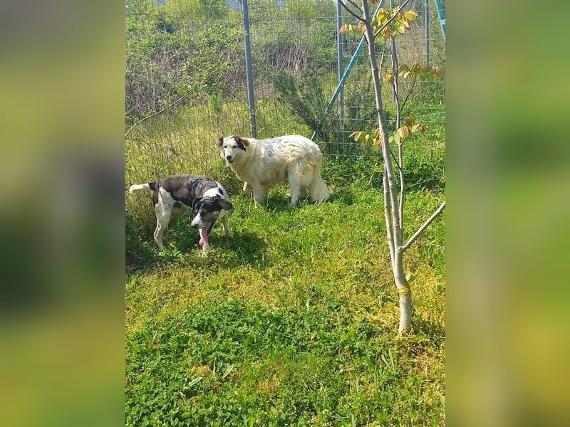 Jonna - nach über zwei Monaten endlich in der Obhut der Tierschützer